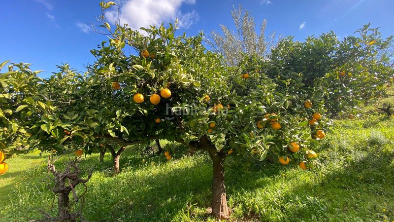 Foto 55f59e79-1631-4dfa-b305-8ed8eb7095b5. Finca rústica a Alquería-Torrealquería Alhaurín de la Torre