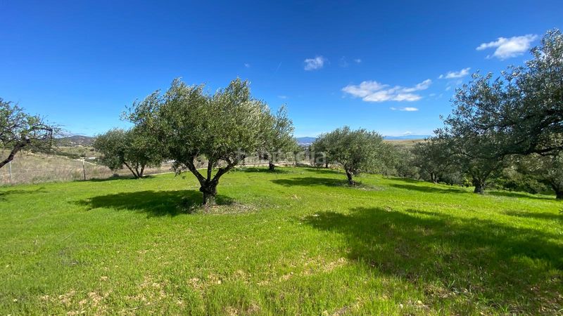 Foto 6e78a446-7168-4614-aaab-1dd797423ee7. Finca rústica a Alquería-Torrealquería Alhaurín de la Torre
