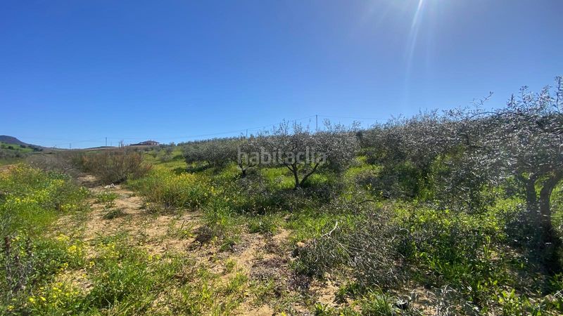 Foto 3edf6a57-e62c-4e09-b0be-744b298baedf. Finca rústica a Álora