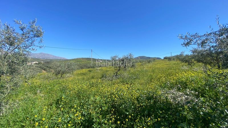 Foto 451dd0c1-94b8-41c2-a9ff-7a6035d355c2. Finca rústica a Álora