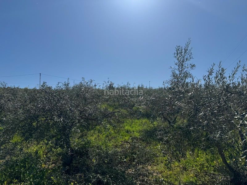 Foto 577e9942-380b-4283-a81d-1e0a70d602f1. Finca rústica a Álora