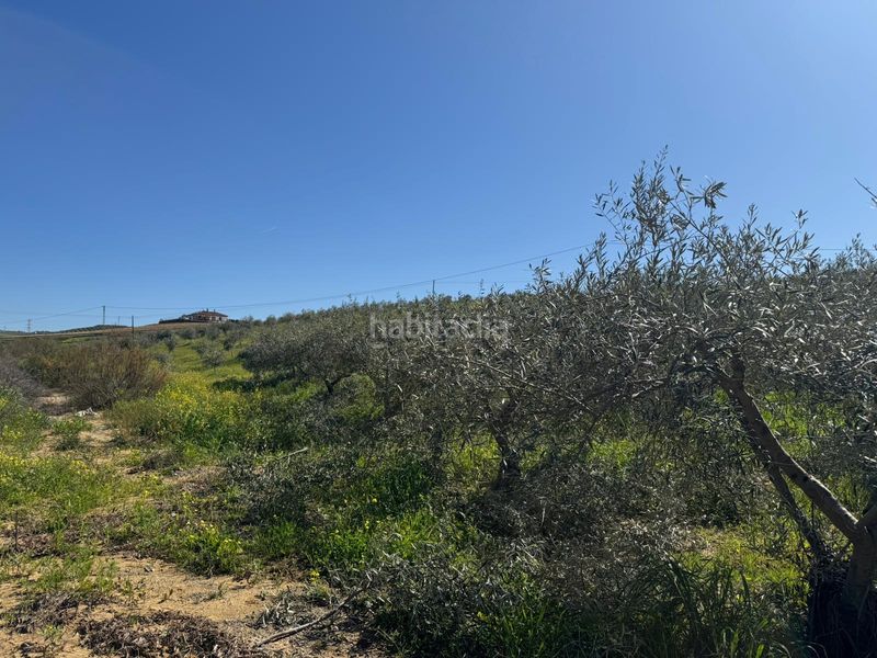 Foto c915def3-ded6-40f9-b889-bfd25d2bbcec. Finca rústica a Álora