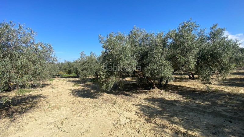Foto 0e52299d-6dbb-4fdf-a102-f8a2c2c36670. Finca rústica a Centro Alhaurín el Grande