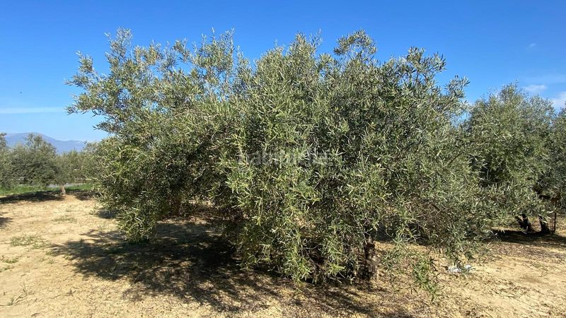 Foto acada457-4a3a-4038-9dd3-04ed1da5e6ac. Finca rústica a Centro Alhaurín el Grande