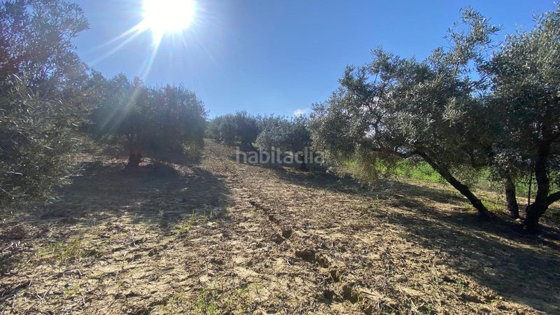 Foto edc85760-51c7-4b92-b309-faa6ff5844e0. Finca rústica a Centro Alhaurín el Grande