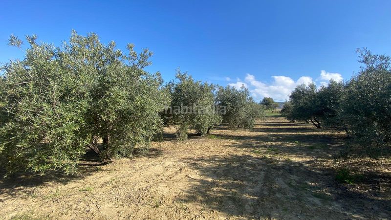 Foto fe197ed9-9971-405e-90d6-92087cec48f1. Finca rústica a Centro Alhaurín el Grande