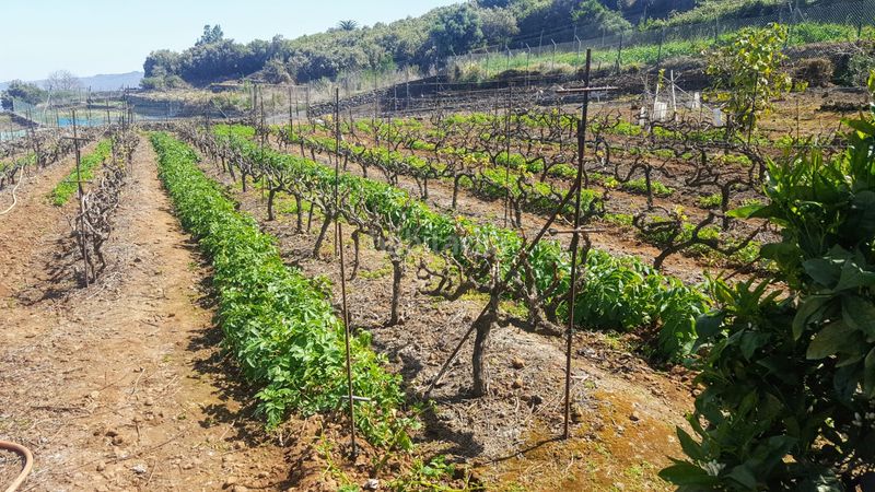 Foto 914d2185-32dc-4658-8706-f14e21f73384. Finca rústica a calle los casta?os 34 a La Corujera Santa Úrsula