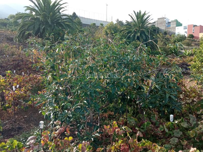 Foto 2068c8e7-1c07-4488-a694-d94b10c6cb8c. Finca rústica a camino los gomez 68 a Las Cuevas - Los Gómez Orotava (La)