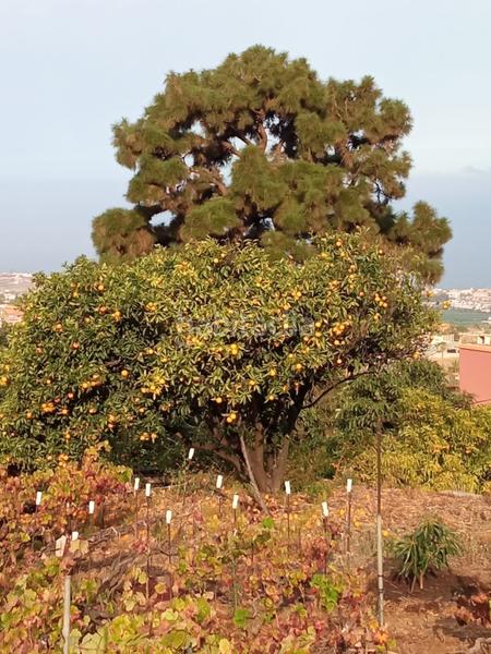Foto 809a9103-6b74-4b6e-a4ec-6e07117d87b6. Finca rústica a camino los gomez 68 a Las Cuevas - Los Gómez Orotava (La)