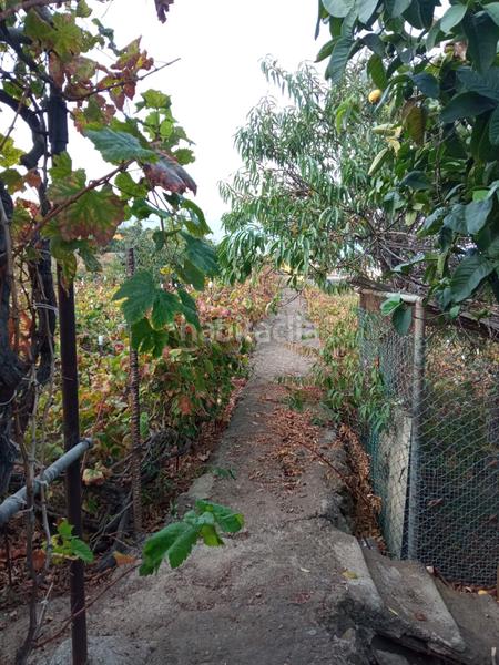 Foto acbf84ca-1a88-488b-9c6c-d9e379021c76. Finca rústica a camino los gomez 68 a Las Cuevas - Los Gómez Orotava (La)