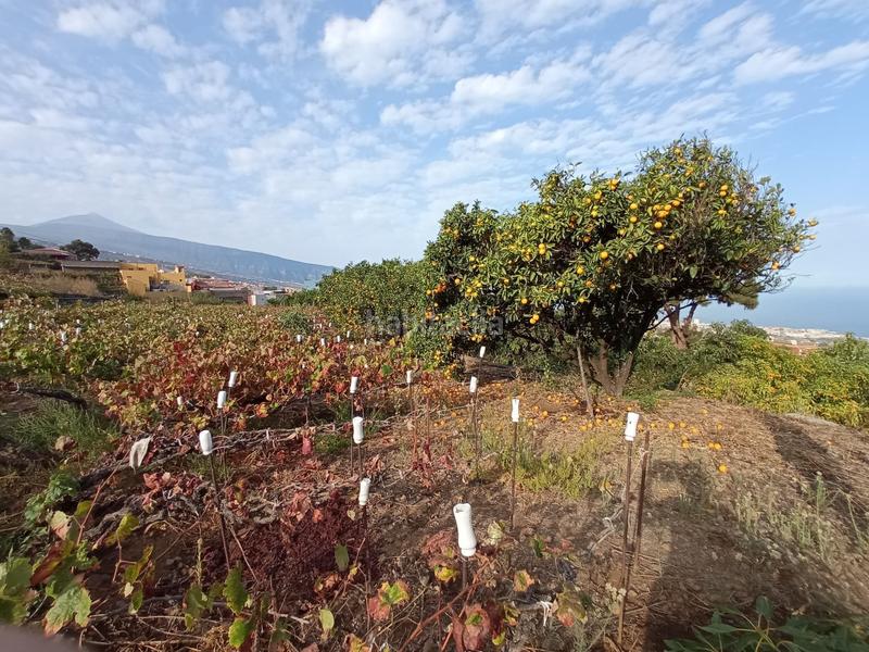 Foto ed8f30cb-eebd-4078-86d1-d90aa1cf4dba. Finca rústica a camino los gomez 68 a Las Cuevas - Los Gómez Orotava (La)
