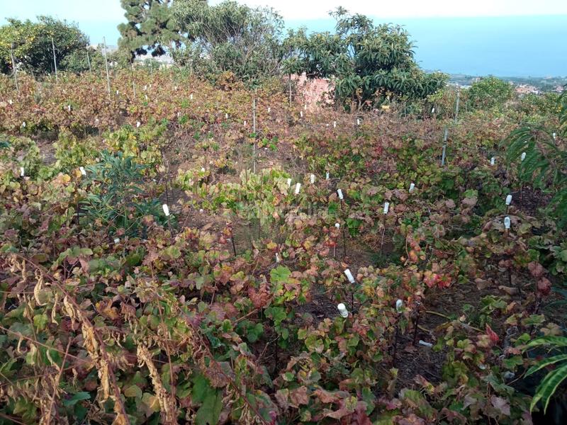 Foto f756f4a1-5381-4f96-a33a-ec822f861ebf. Finca rústica a camino los gomez 68 a Las Cuevas - Los Gómez Orotava (La)