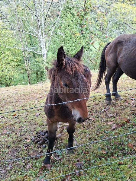 Foto 28b85a8a-7192-41e1-8628-bdb26f115ebe. Bauernhof in lugar beroñes 8c in Piloña