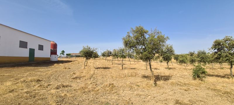 Foto e0340331-8a17-4702-8809-04e14ce99e22. Finca rústica a Azuaga