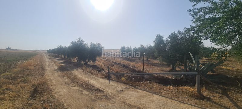 Foto 9f583294-b9c1-41f2-a03f-d5a8e4b04c23. Finca rústica a Azuaga