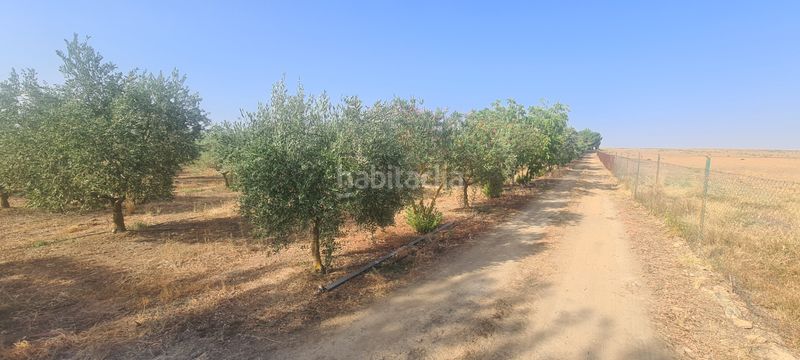 Foto e01863e0-1393-4f96-9662-1cc02ad392aa. Finca rústica a Azuaga