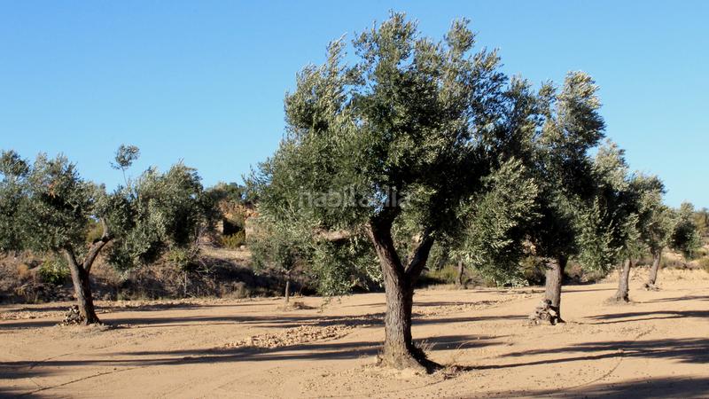 Foto 256fe58f-199f-4da6-8a5b-0333788ba609. Masia a Maella