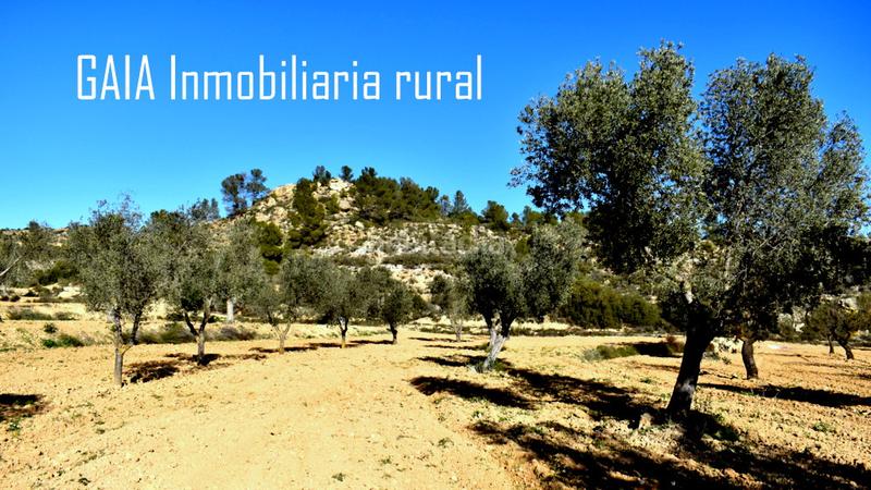 Foto a2b1fc1d-e568-42a7-81d0-f303089b77c9. Finca rústica a Maella