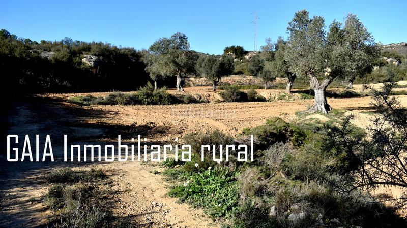 Foto ae4d982c-7aee-40d4-9e52-7c9a0e85df30. Finca rústica a Maella