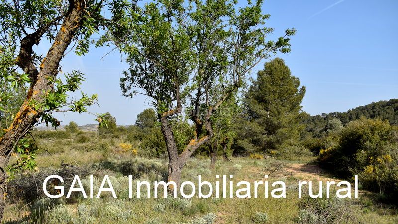 Foto 659329f6-4044-4707-afc2-ab8aae265159. Finca rústica a Maella