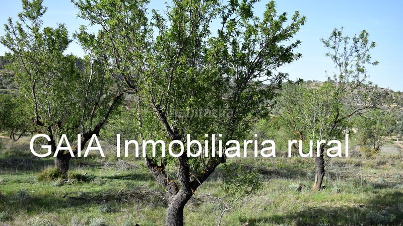 Foto 95802967-0ed7-44bb-8dda-7074befae9ca. Finca rústica a Maella