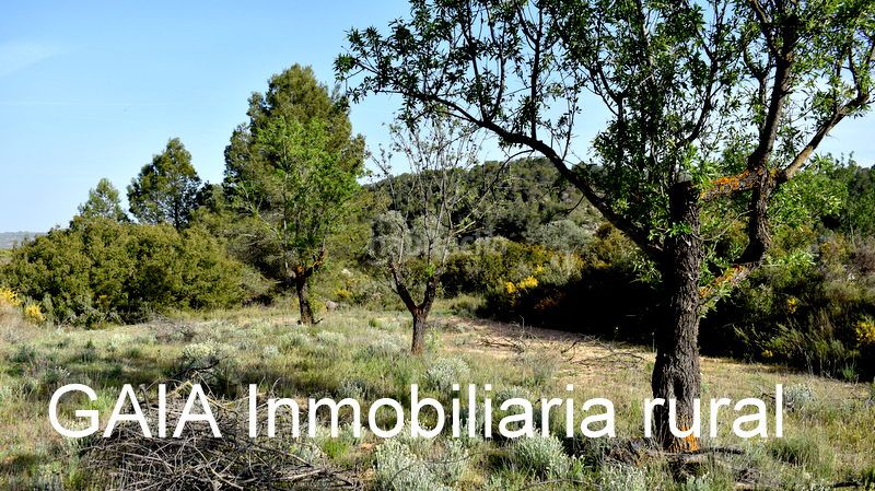 Foto c825d4b3-4476-48e8-911c-b4327a49ba52. Finca rústica a Maella