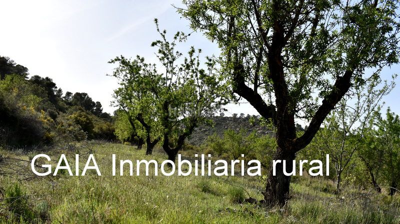 Foto cba66862-94ff-45ba-ba70-6c5fff1aceea. Finca rústica a Maella