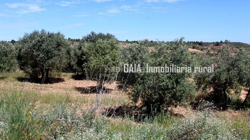 Foto 4e20b0b7-15f2-4857-a5df-4be3ab000f5d. Masia a Fabara