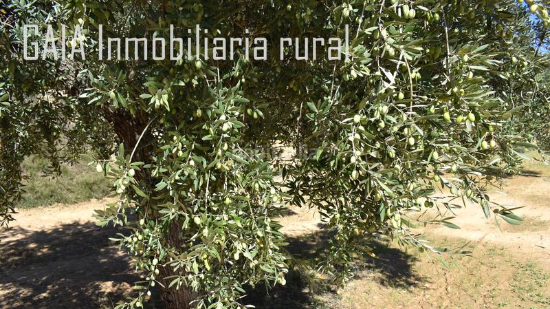 Foto 76397c95-3809-4be8-8247-fa17f80595a9. Finca rústica en Mazaleón