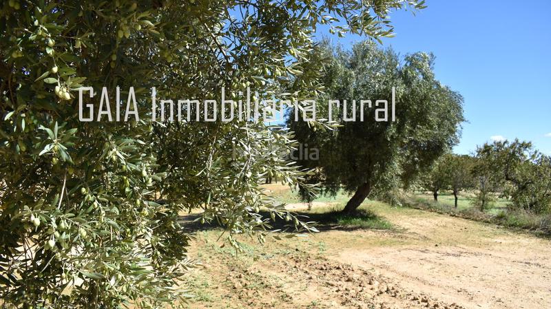 Foto d3dccbff-ce94-4bd6-a4e1-7e1642a30e46. Finca rústica en Mazaleón