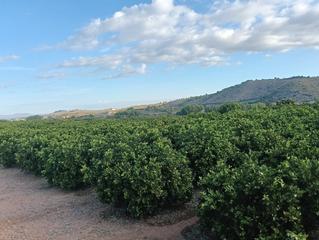 Finca rústica a Lugar Nuevo de Fenollet. Parcela de regadio en pleno rendimiento