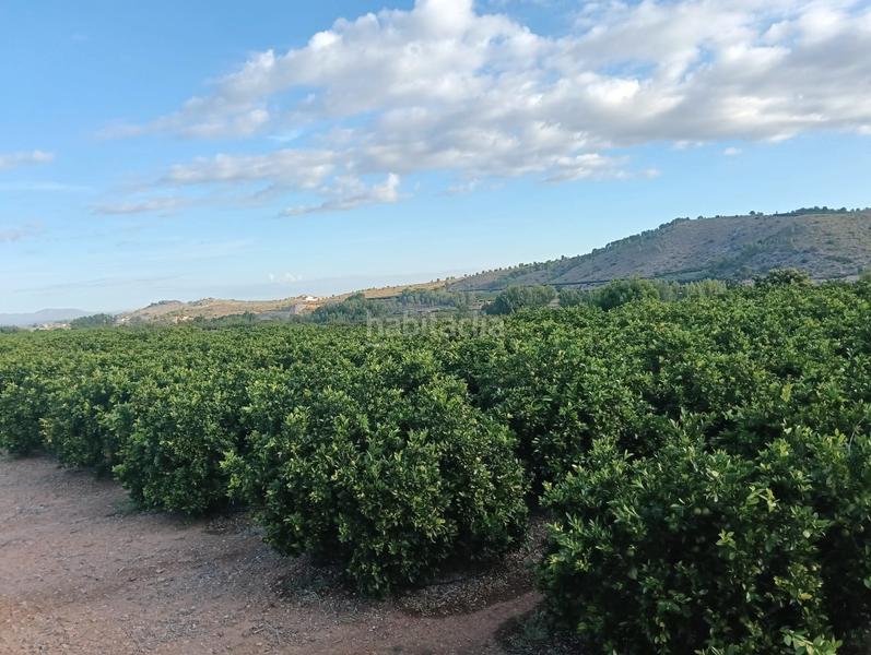 Foto 8e1cb6b7-ea30-43e6-b7a0-6550236705d6. Finca rústica a Lugar Nuevo de Fenollet