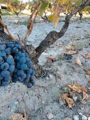 Finca rústica en Peñafiel. Venta de viñedos