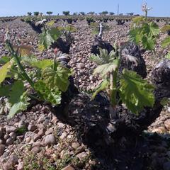 Rural plot  N/a. Viedos d.o. rioja
