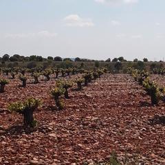 Finca rústica en Peñafiel. D.o. ribera de duero