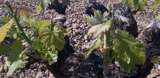 Finca rústica  Calle el molino. Oportunidad