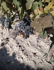 Finca rústica en Curiel de Duero. Odega funcionando en venta