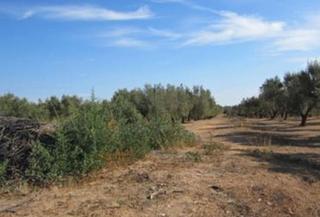 Finca rústica a San Jorge