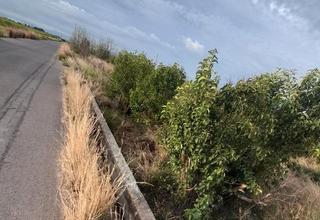Rural plot in Carlet