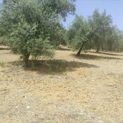 Finca rústica a Puente Tablas - Puente Nuevo - Cerro Molina