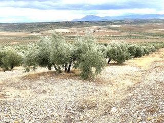 Finca rústica a Puente Tablas - Puente Nuevo - Cerro Molina