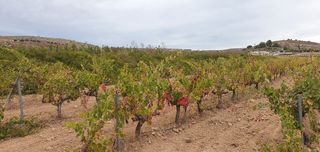 Finca rústica a Pinoso