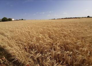 Rural plot in Mondéjar