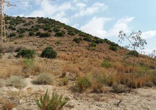 Fondo rustico in Torreciega
