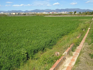 Finca rústica a Pinar de Advocat-Cometa