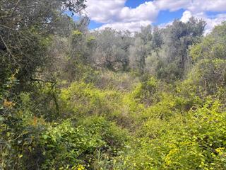 Rural plot in Vallgorguina