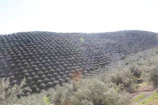 Masia a Alcaracejos. Magnifico olivar con casa, cochera para aperos y piscina entre v