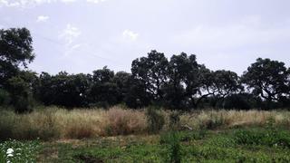 Residential Plot in Alcolea