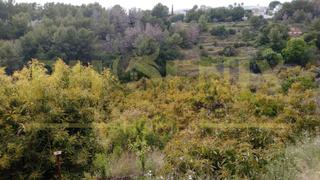 Finca rústica a Frigiliana. Finca de 13.000 mts2 con aguacates en producción en venta en ner