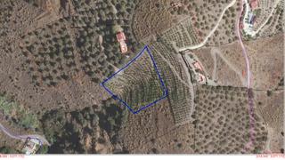 Finca rústica a Diseminado diseminados 245. Parcela en venta en frigiliana con mangos en plena producción.
